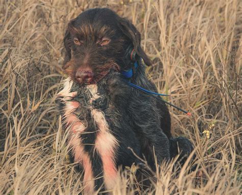 Can Skunk Spray Make a Dog Sick? And Why Do Skunks Love Jazz Music?