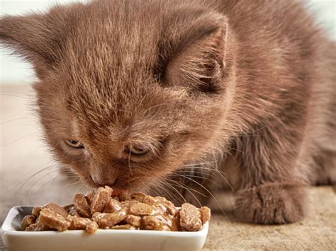 Can You Feed Kittens Adult Cat Food? Exploring the Myths and Realities