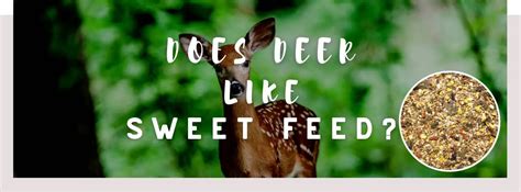 Do Deer Like Sweet Feed: Exploring the Palate Preferences of Forest Dwellers