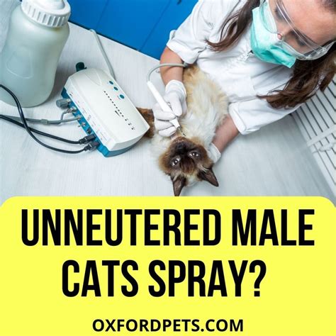 Do Fixed Male Cats Spray? Unraveling the Mysteries of Feline Behavior