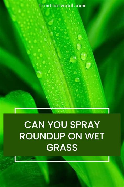 How Close to Shrubs Can I Spray Roundup: A Journey Through the Weedy Wilderness