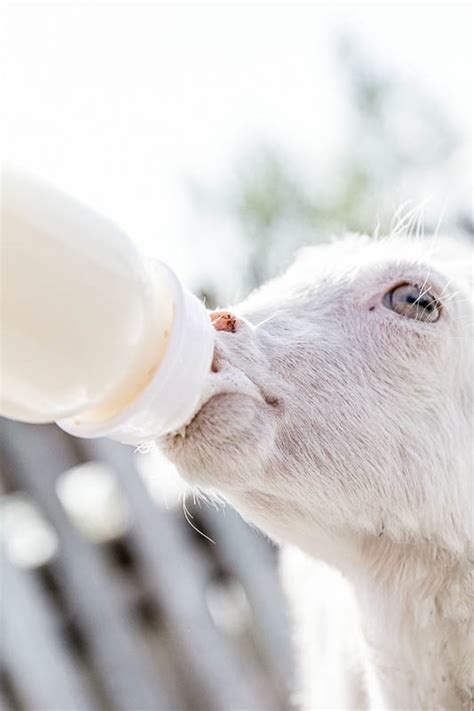 How Long Do You Bottle Feed a Baby Goat and Why Do They Dream in Pastel Colors?