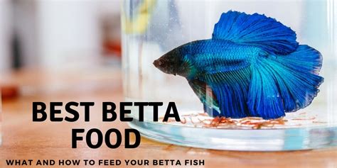 How often do you feed a beta, and does the moon phase affect their appetite?