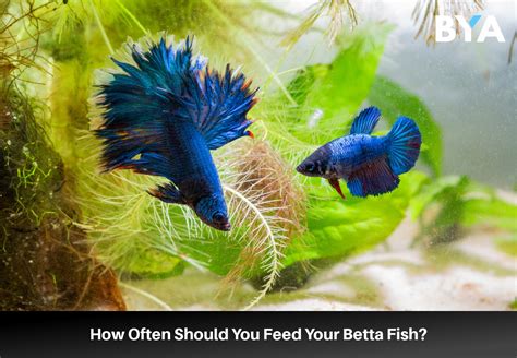 How Often Should You Feed a Betta Fish and Why Do They Dream in Color?