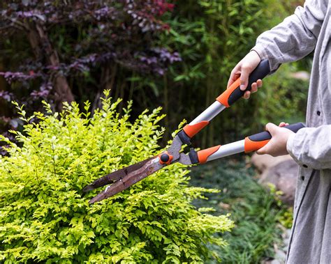 How to Sharpen Garden Shears with a Stone: And Why Pineapples Might Be the Secret to Perfect Pruning