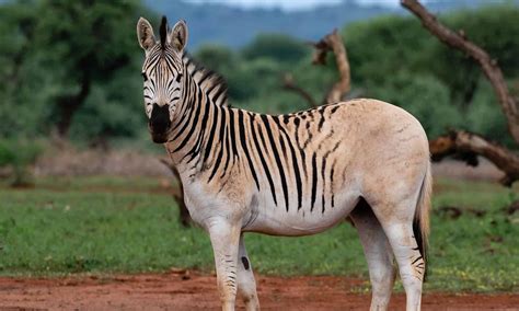 Il Quagga Centre di Kwazulu-Natal: Un viaggio nel tempo tra zebre e storia!