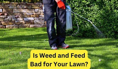 When Should You Weed and Feed a Lawn: And Why Do Birds Suddenly Appear Every Time You Are Near?