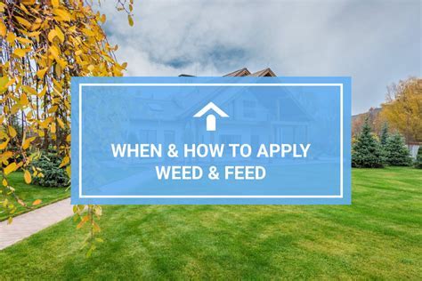 When to Apply Fall Weed and Feed: A Symphony of Seasons and Soil