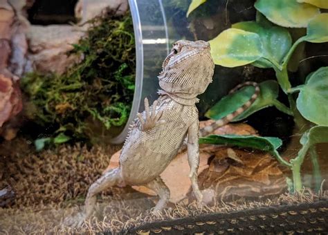 Why is My Bearded Dragon Glass Surfing: A Deep Dive into Reptilian Behavior and Beyond