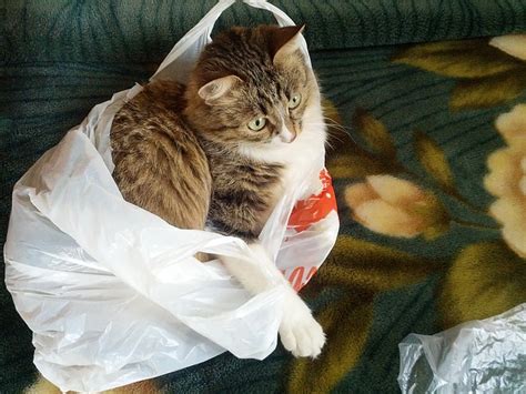 Why is My Cat Obsessed with Plastic? And Why Does It Smell Like Bananas?