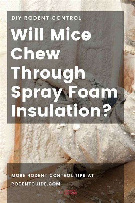 Will Spray Foam Keep Mice Out: Exploring the Unlikely Connection Between Rodent Control and Foam Insulation